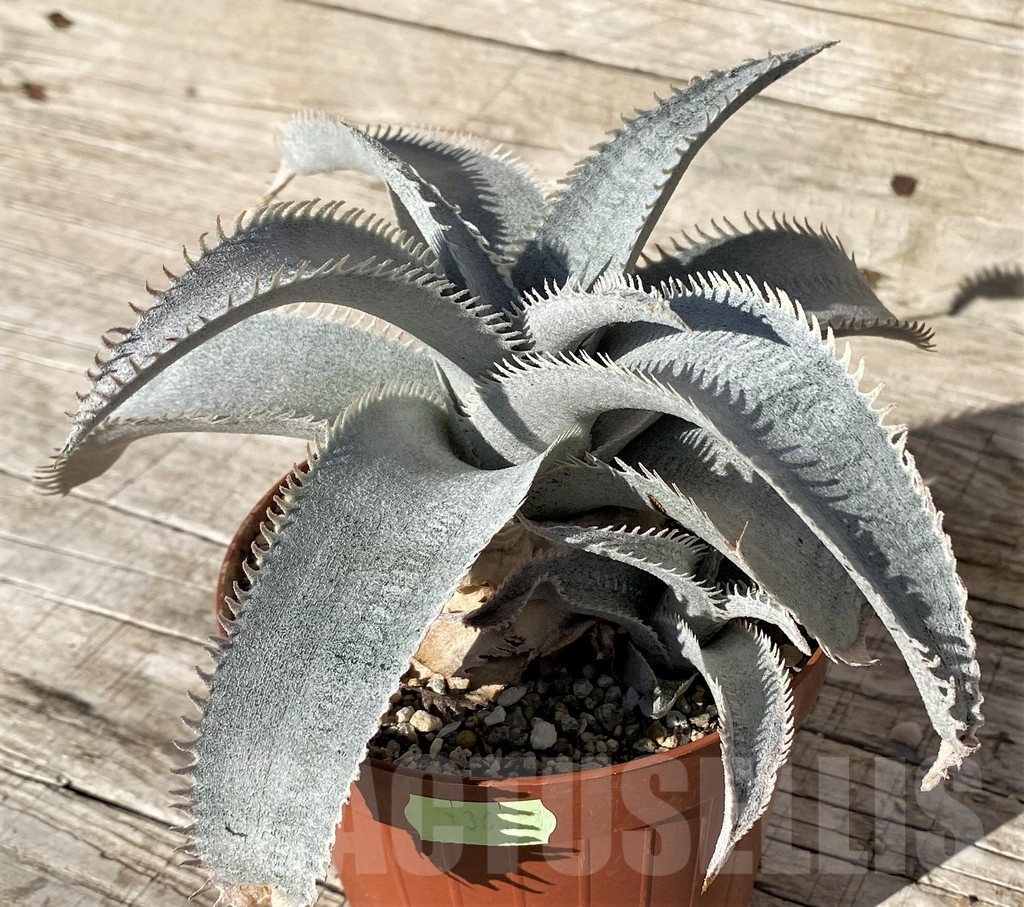 SH24914 Dyckia marnier-lapostollei ‘Pink Spine’ - immagine 3