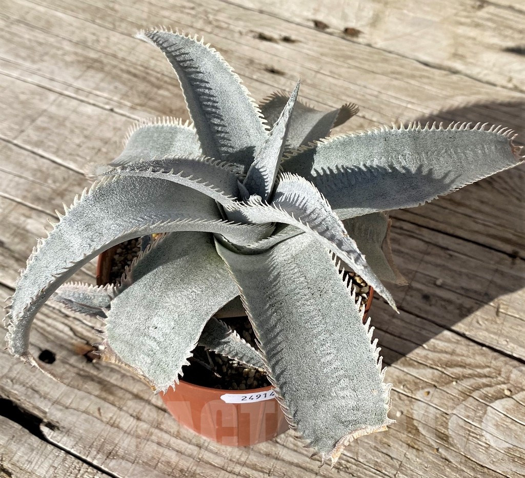 SH24914 Dyckia marnier-lapostollei ‘Pink Spine’ - immagine 2