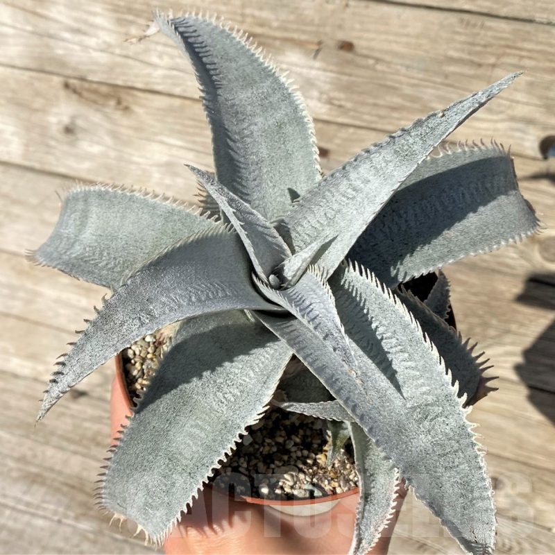 SH24914 Dyckia marnier-lapostollei ‘Pink Spine’