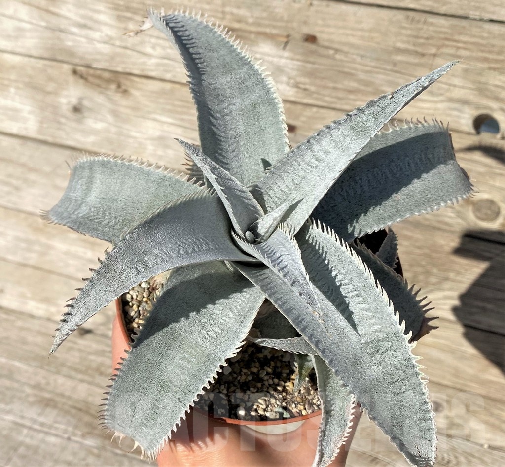 SH24914 Dyckia marnier-lapostollei ‘Pink Spine’