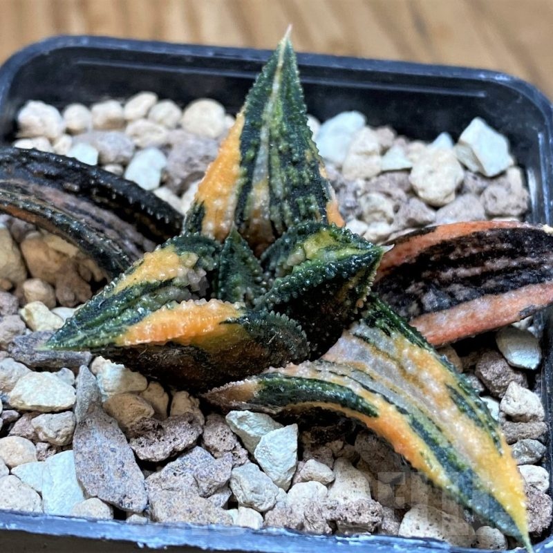 SH24841 Haworthia 'Kintaikyo' f. variegata