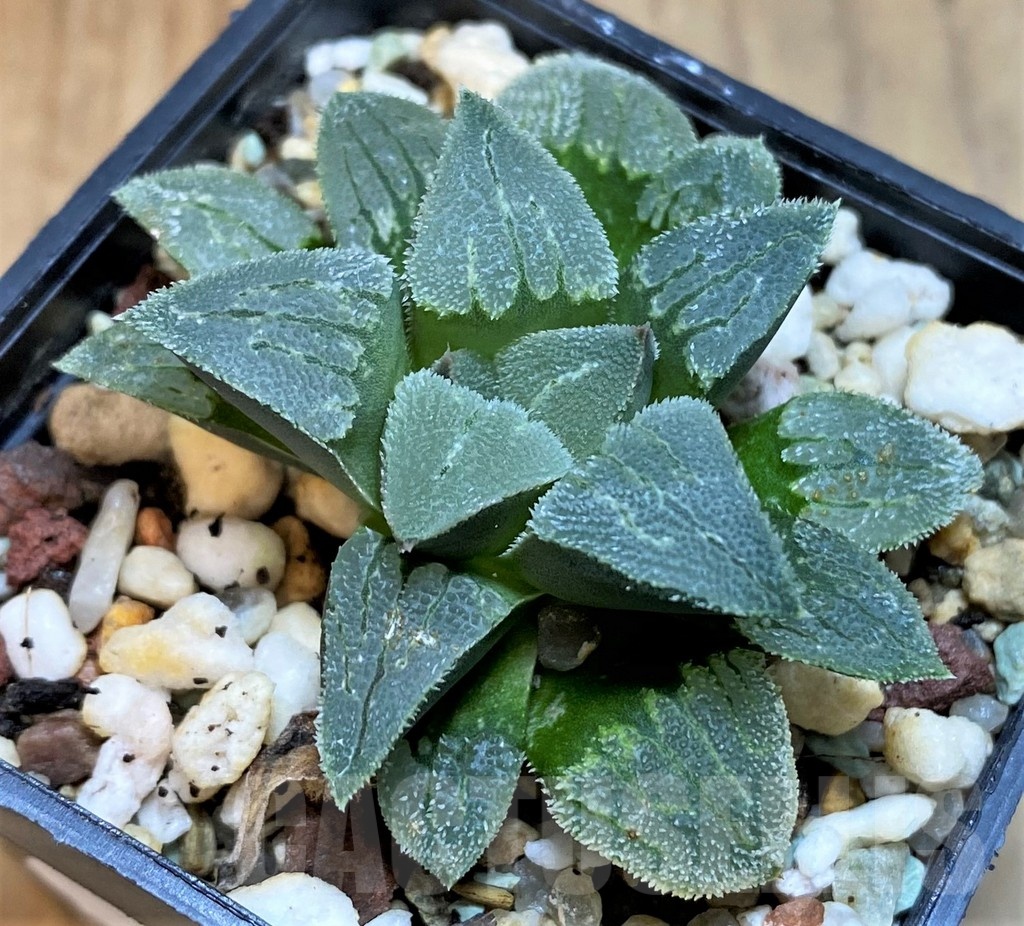 SH24915 Haworthia pygmaea hybrid -Japan- - Obrázek 2