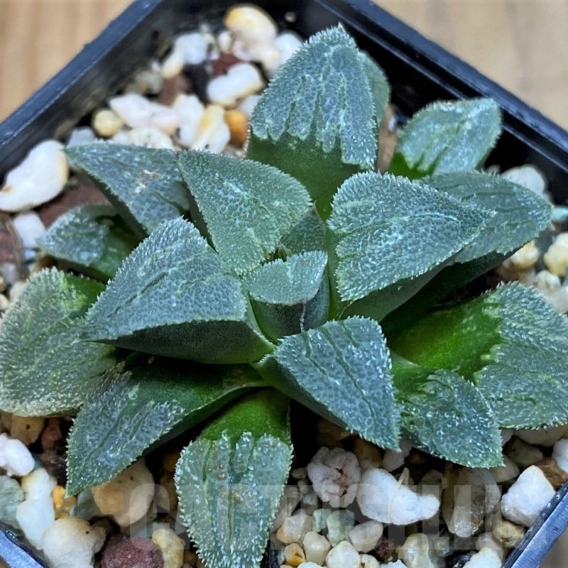 SH24915 Haworthia pygmaea hybrid -Japan-