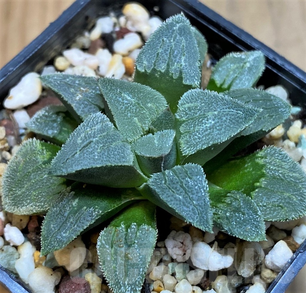 SH24915 Haworthia pygmaea hybrid -Japan-