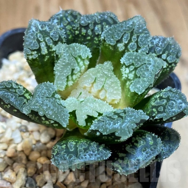 SH24916 Haworthia 'Gorbi' hybrid F2