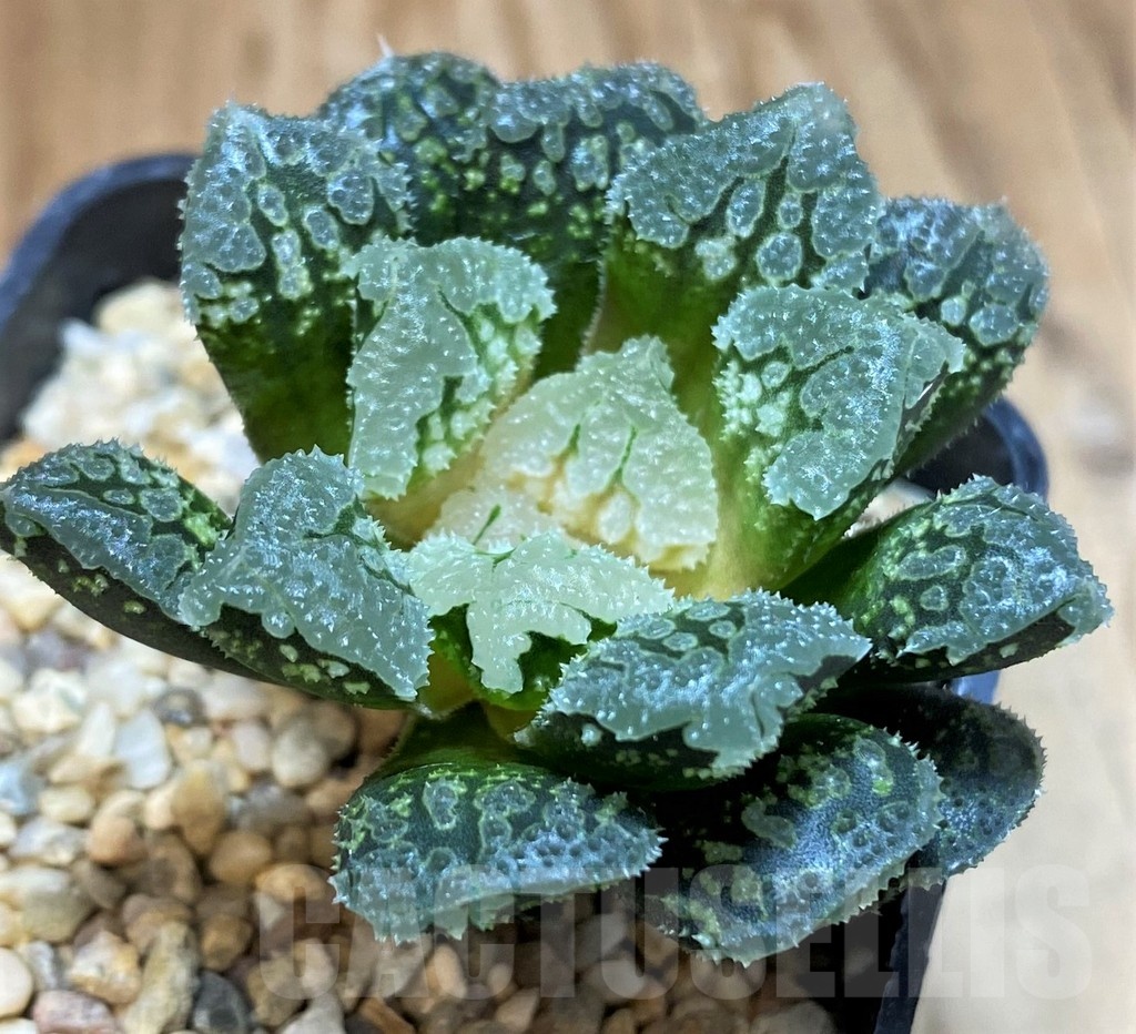 SH24916 Haworthia 'Gorbi' hybrid F2