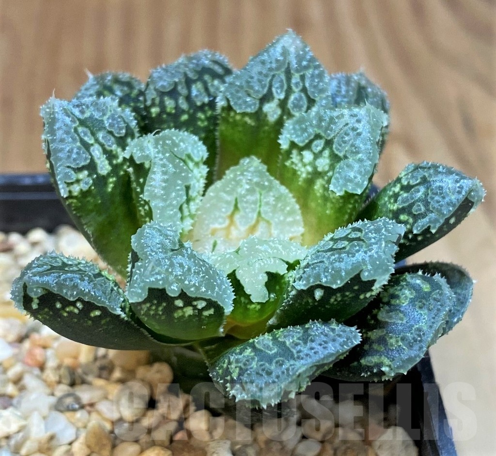 SH24916 Haworthia 'Gorbi' hybrid F2 - Obrázek 2
