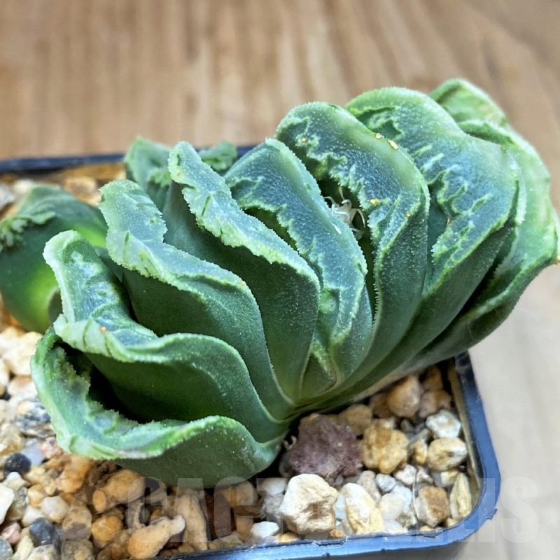 SH24917 Haworthia truncata x splendens Japan