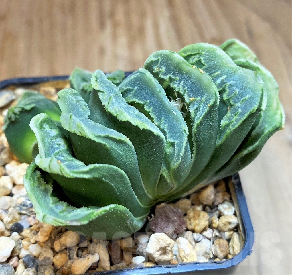 SH24917 Haworthia truncata x splendens Japan