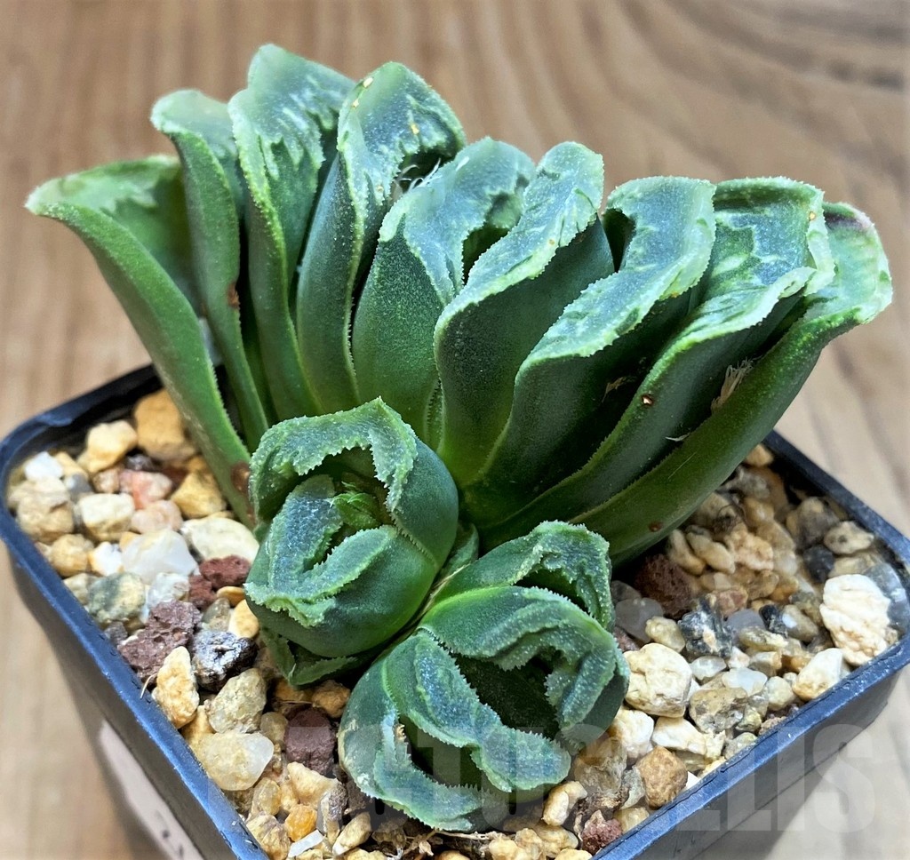 SH24917 Haworthia truncata x splendens Japan - Obrázek 2