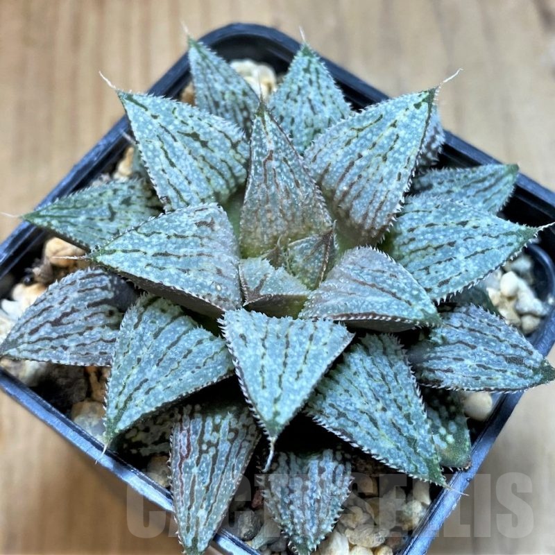 SH24918 Haworthia ‘Snow Ball’