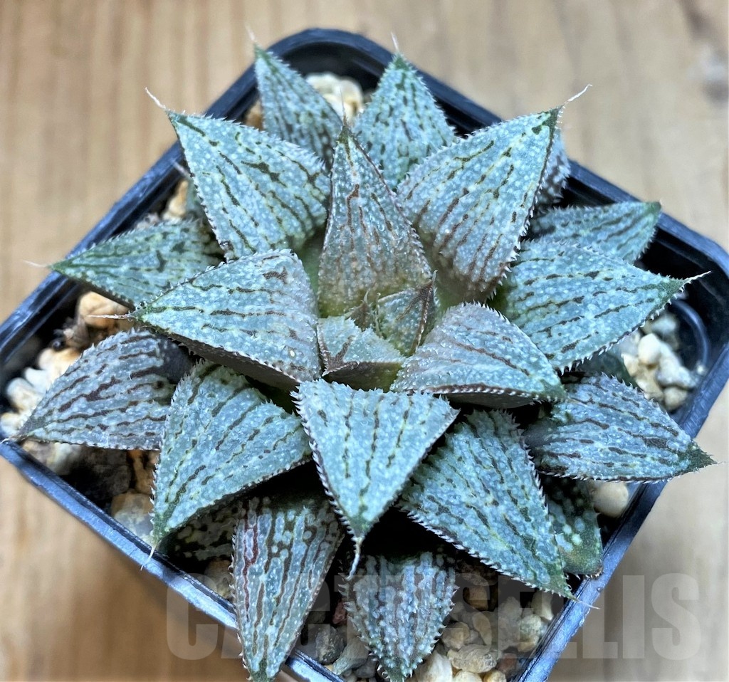 SH24918 Haworthia ‘Snow Ball’