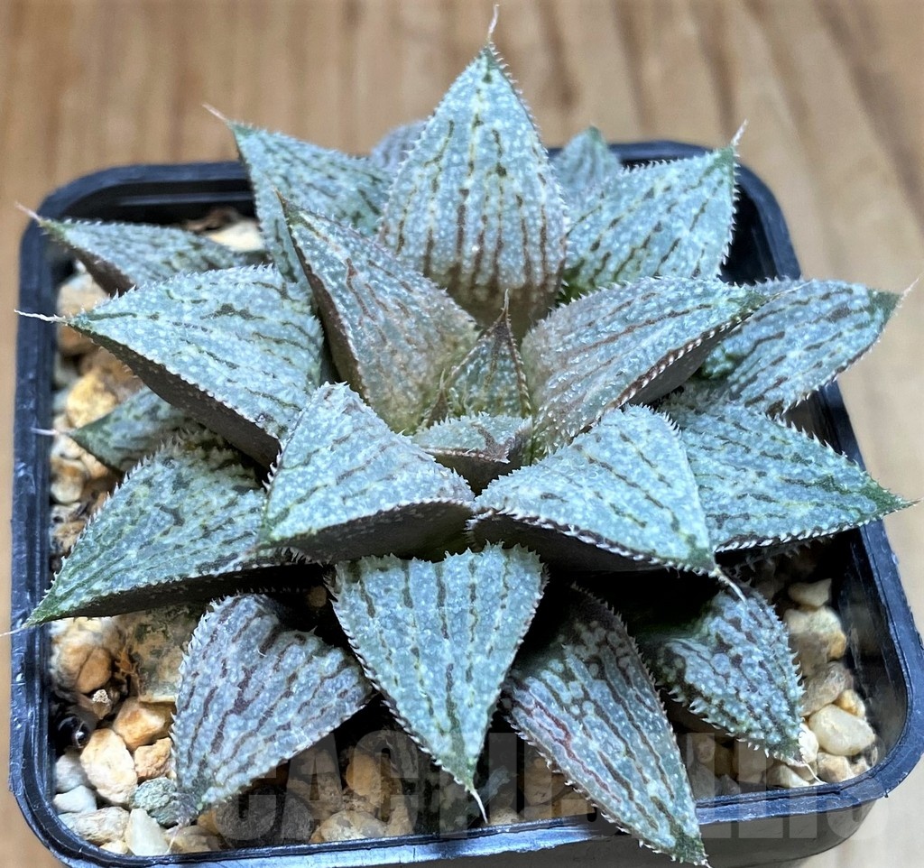 SH24918 Haworthia ‘Snow Ball’ - Obrázek 2