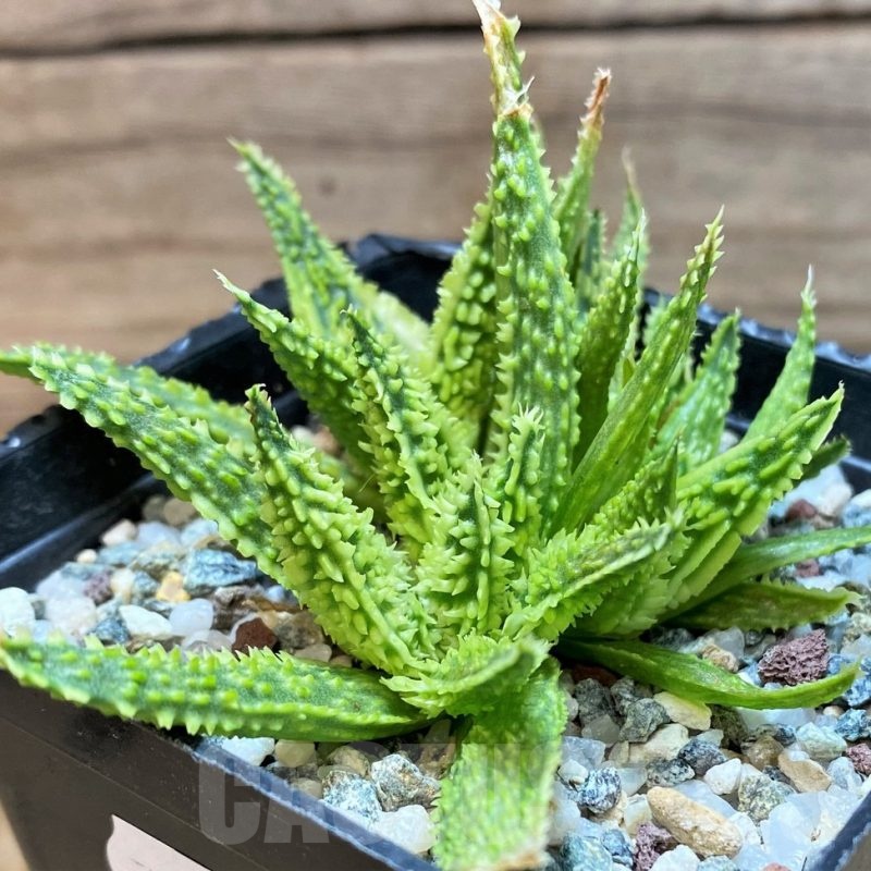 SH24891 Aloe TCT hybrid
