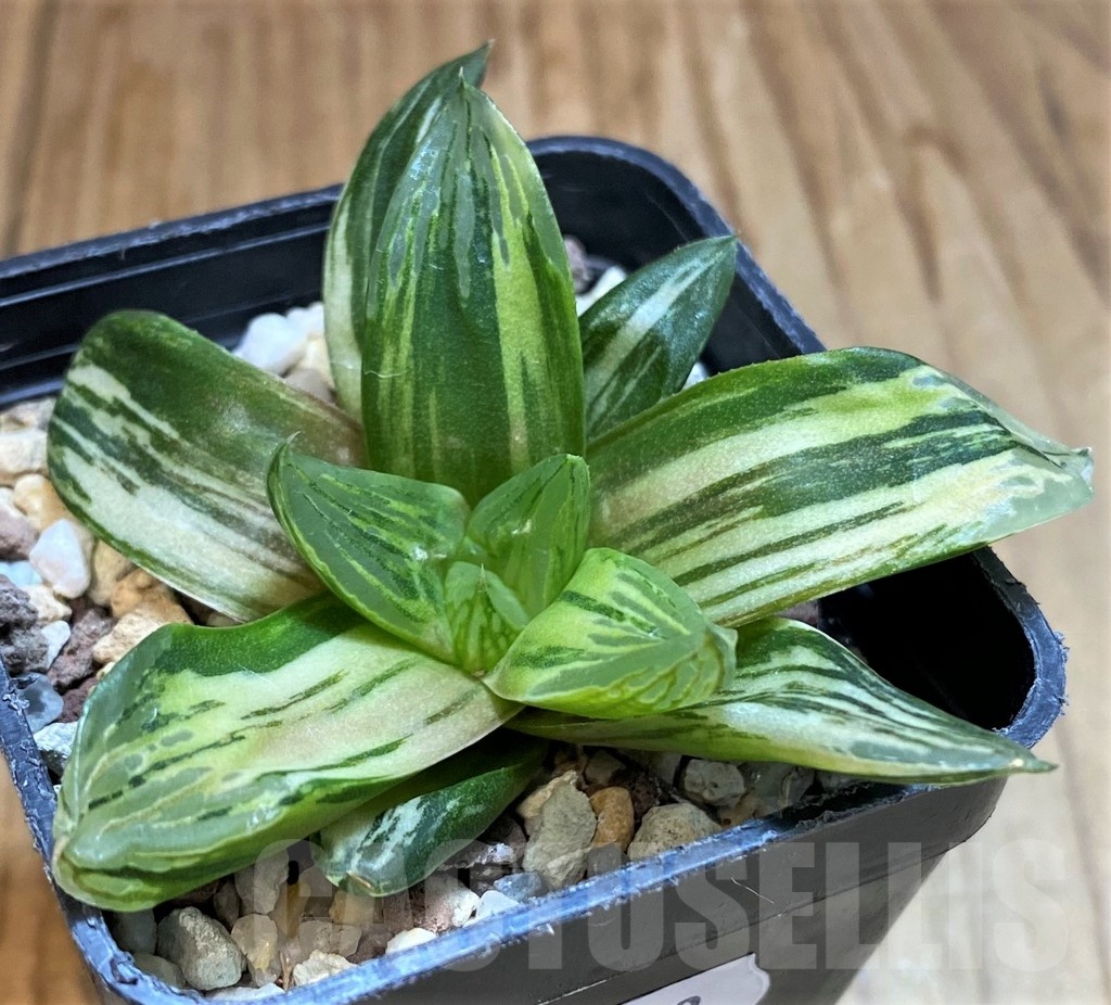 SH24919 Haworthia obtusa f. variegata RU2, seedling - Obrázek 2