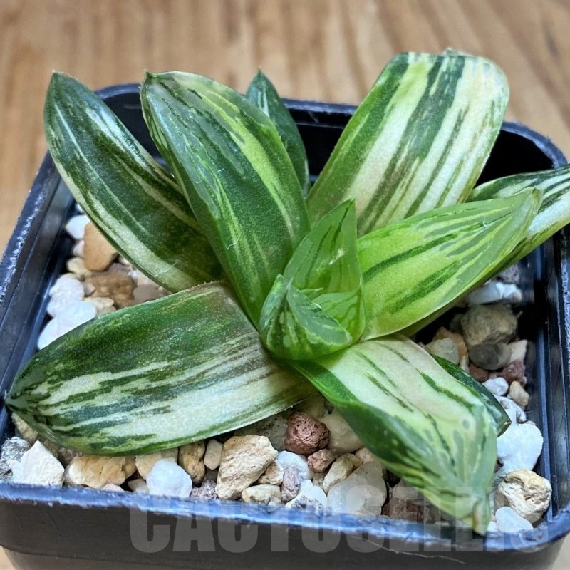 SH24919 Haworthia obtusa f. variegata RU2, seedling