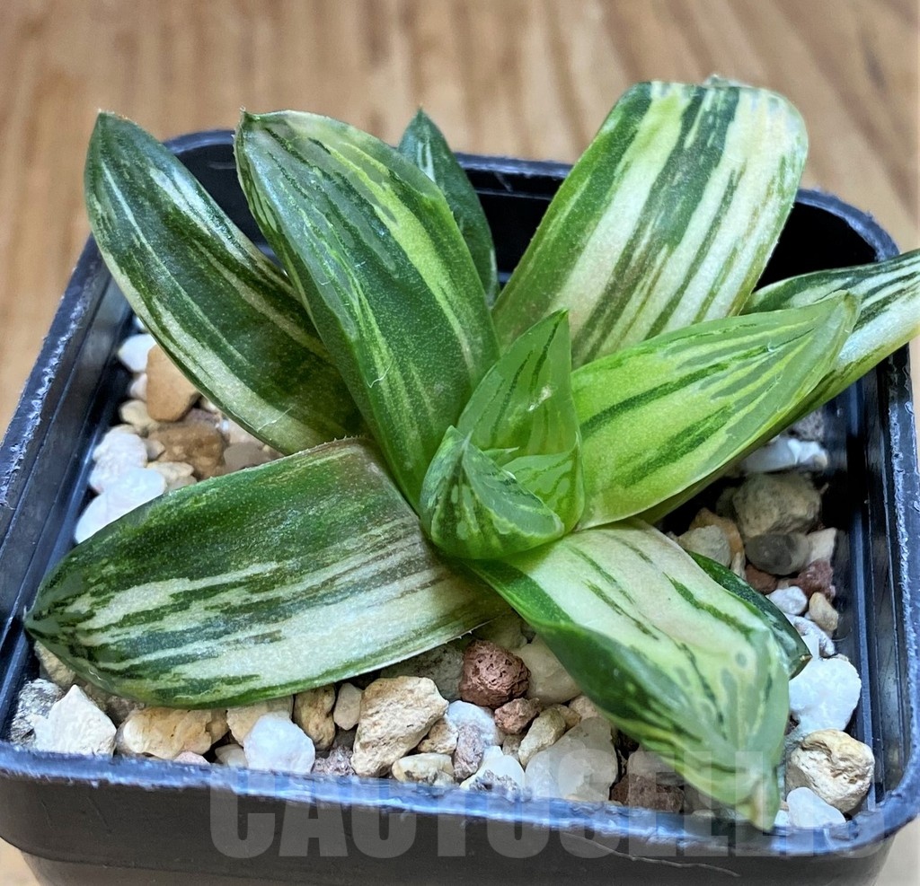SH24919 Haworthia obtusa f. variegata RU2, seedling