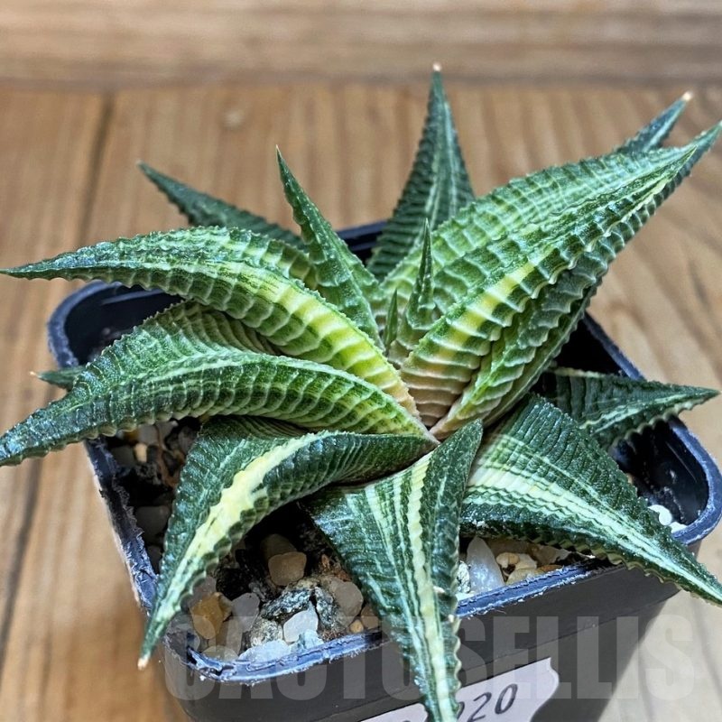 SH24920 Haworthia limifolia f. variegata
