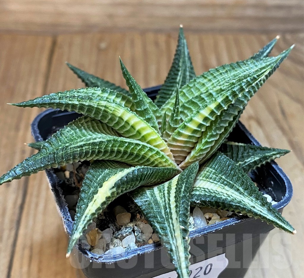 SH24920 Haworthia limifolia f. variegata