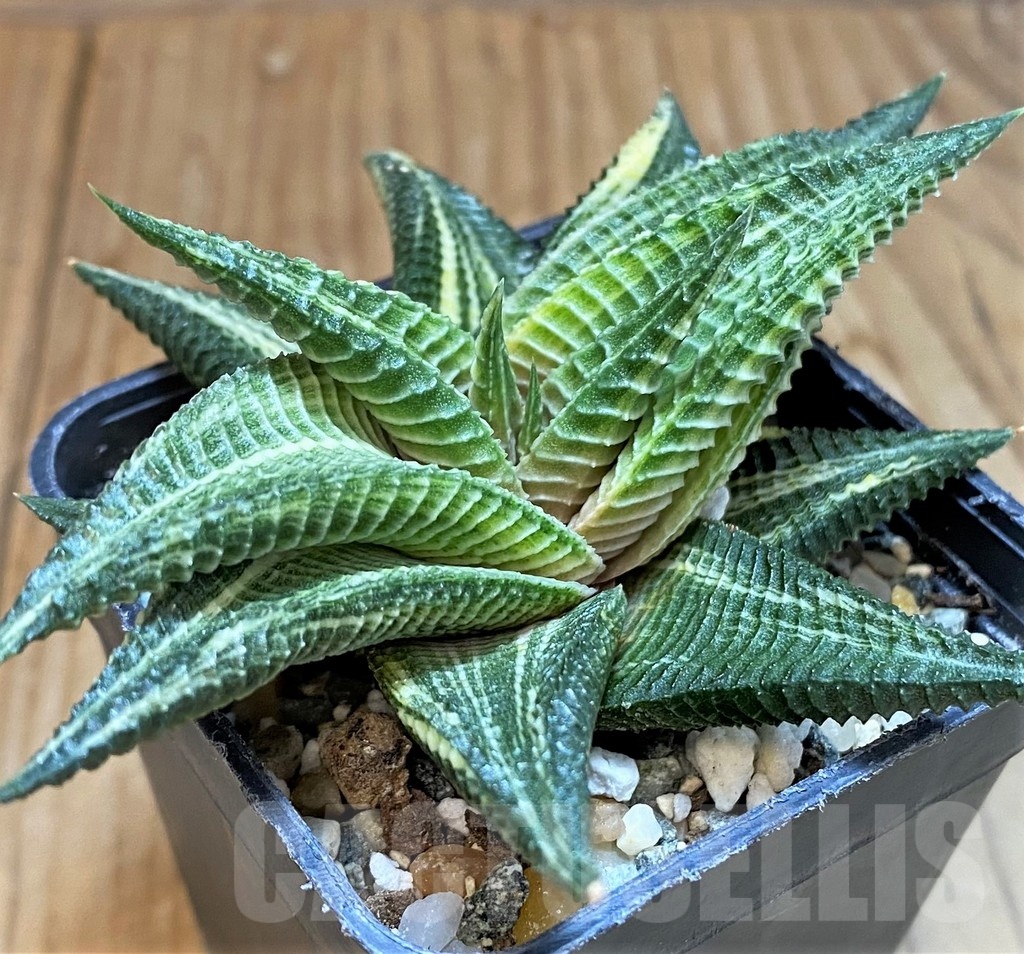 SH24920 Haworthia limifolia f. variegata - Obrázek 2