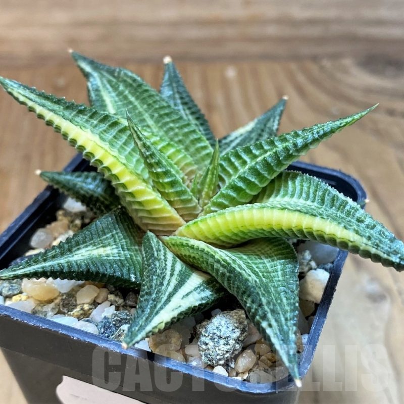 SH24921 Haworthia limifolia f. variegata