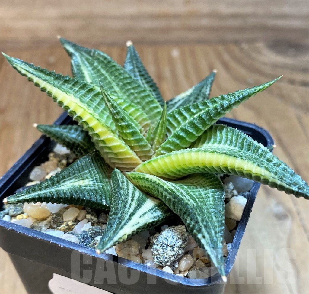 SH24921 Haworthia limifolia f. variegata