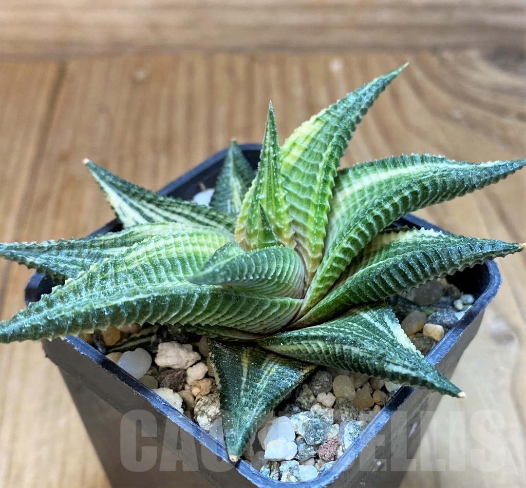 SH24921 Haworthia limifolia f. variegata - Obrázek 2