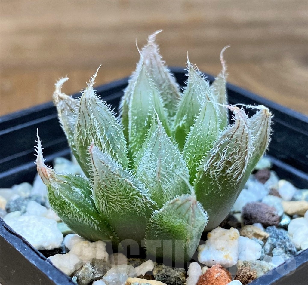 SH24922 Haworthia cooperi v. venusta - Imagen 2