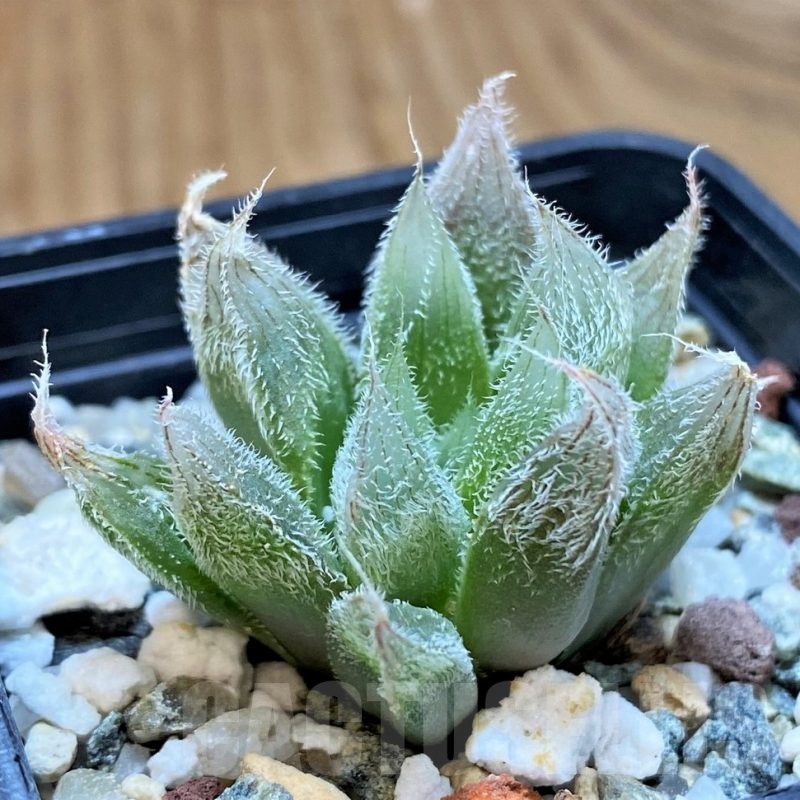 SH24922 Haworthia cooperi v. venusta