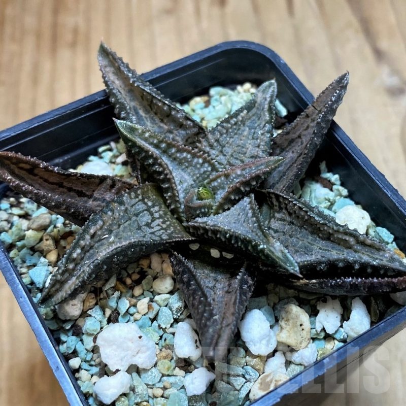 SH24923 Haworthia koelmaniorum 'Silver Tarantula'