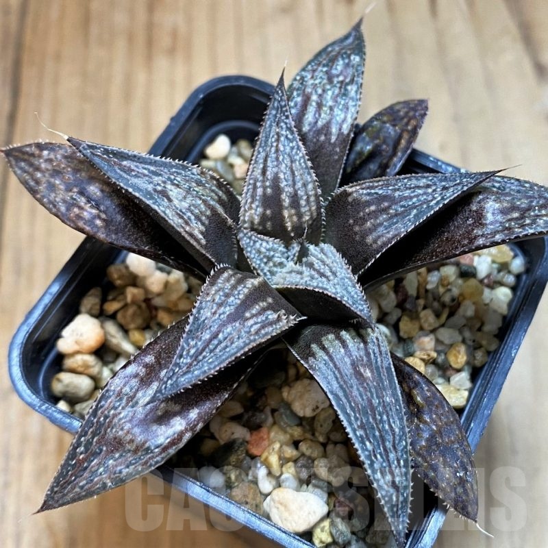 SH24924 Haworthia 'Bev's wonder' F2 SH