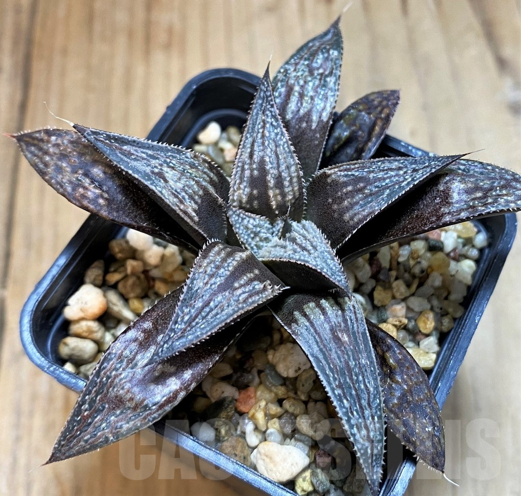 SH24924 Haworthia 'Bev's wonder' F2 SH