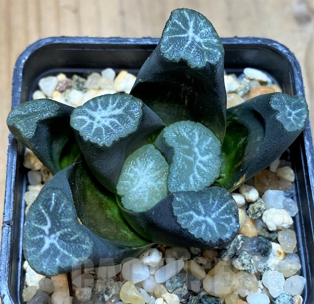SH24925 Haworthia maughanii -Japan- - Imagen 2