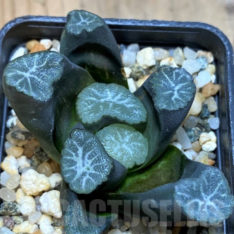 SH24925 Haworthia maughanii -Japan-