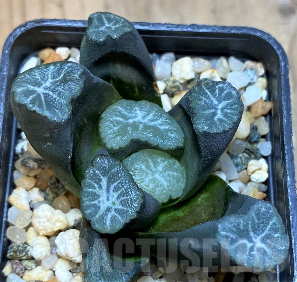 SH24925 Haworthia maughanii -Japan-