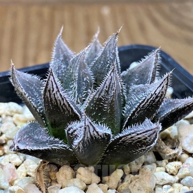 SH24926 Haworthia cooperi v. venusta hybrid