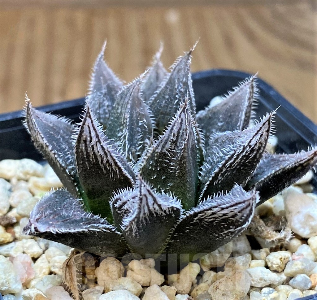 SH24926 Haworthia cooperi v. venusta hybrid