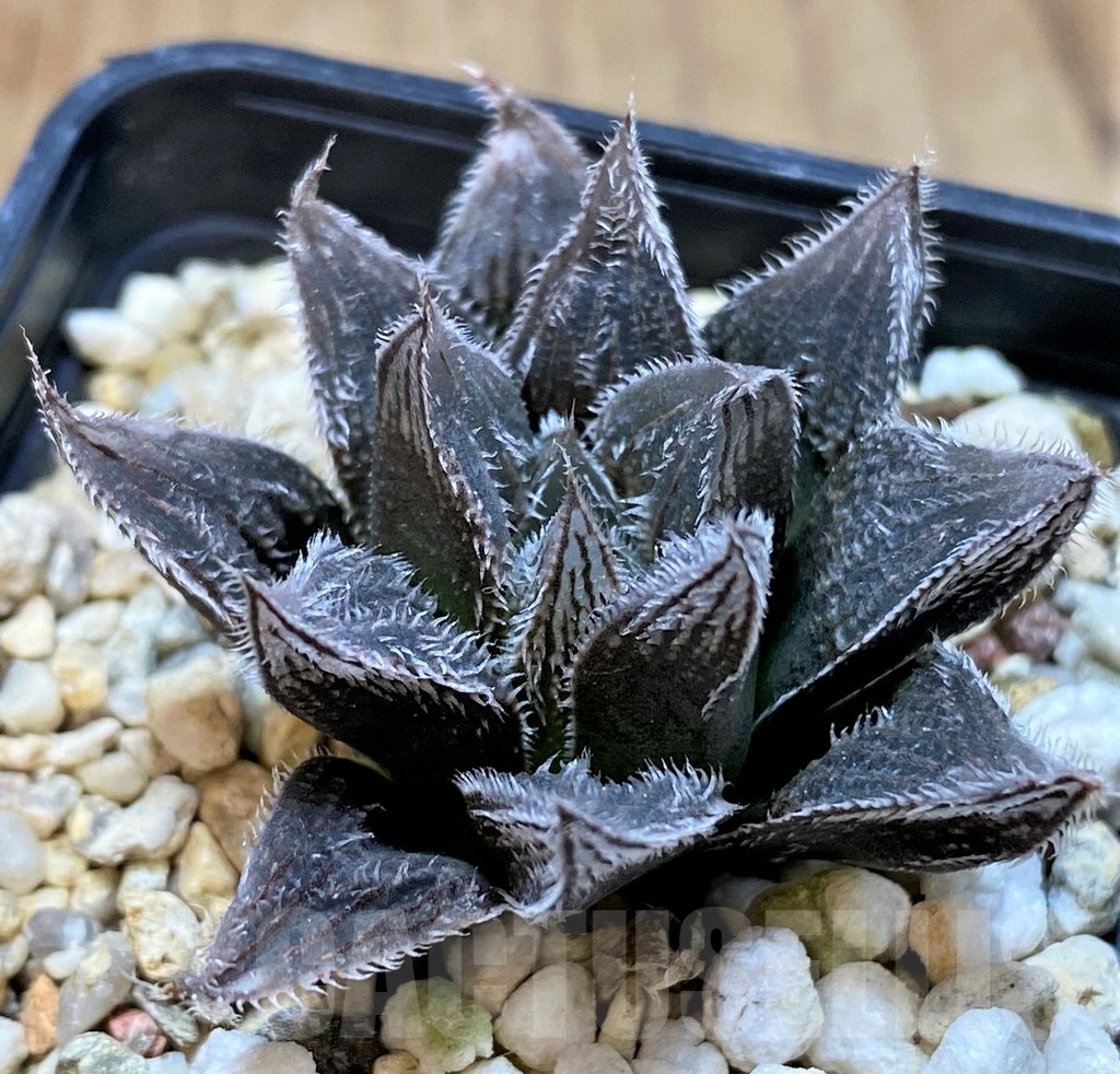 SH24926 Haworthia cooperi v. venusta hybrid – Image 2