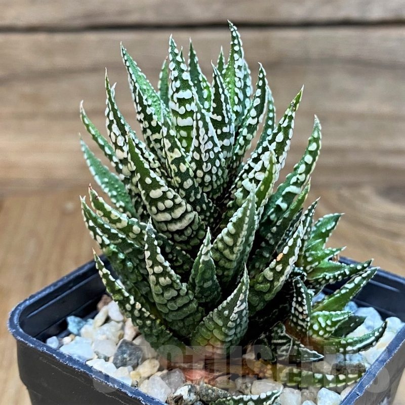 SH24927 Haworthia fasciata 'Alba'