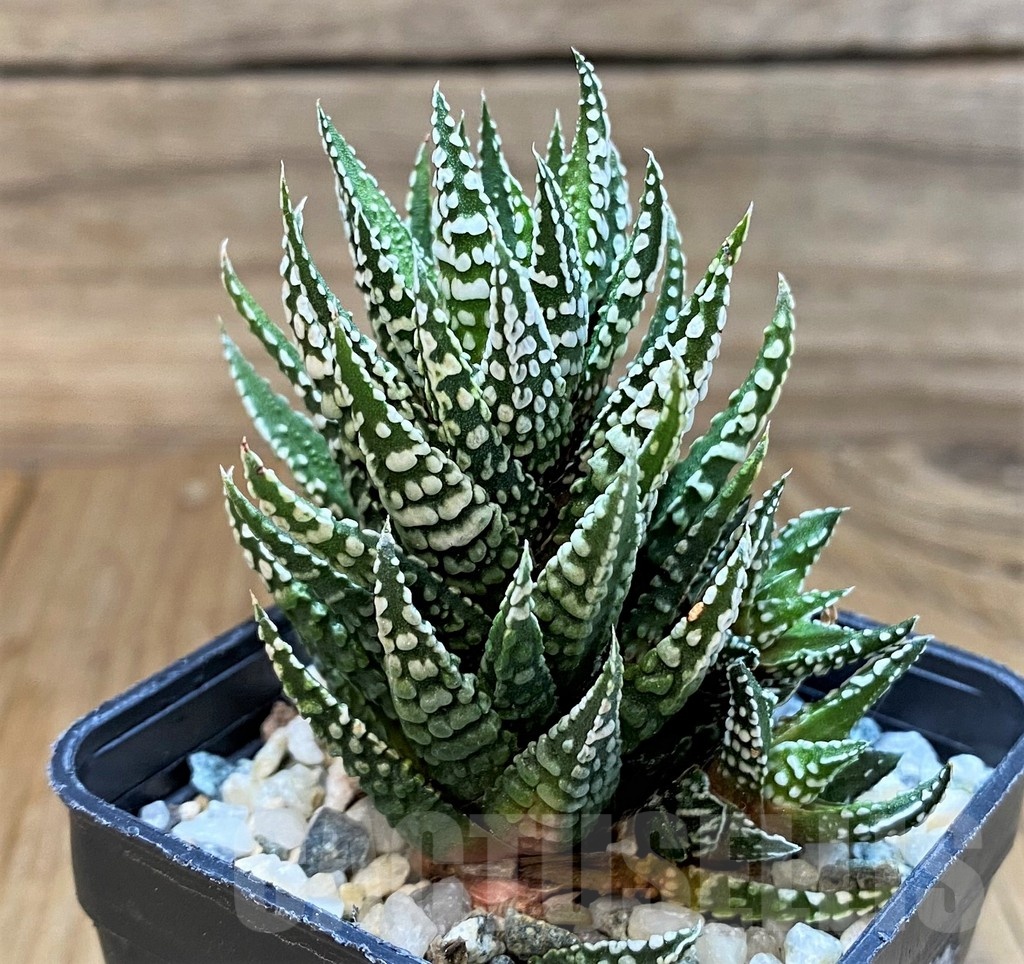 SH24927 Haworthia fasciata 'Alba'