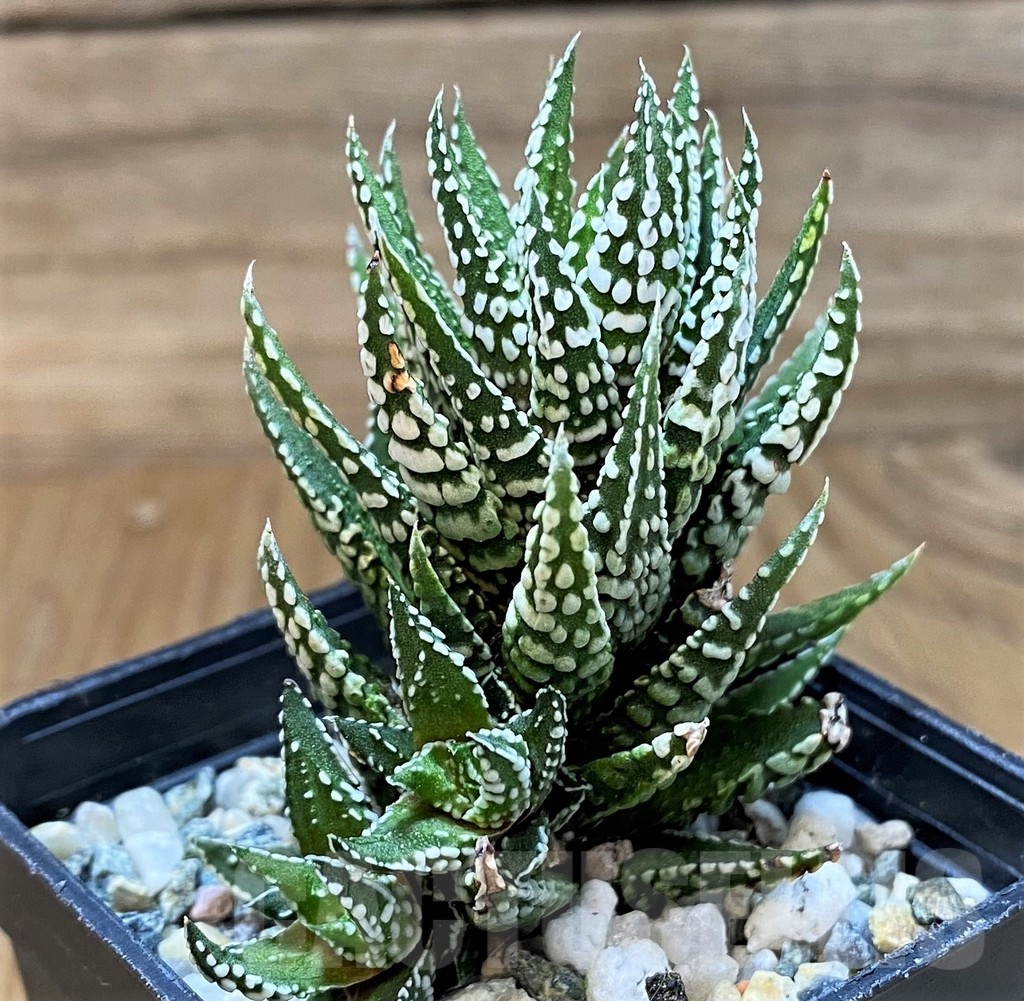 SH24927 Haworthia fasciata 'Alba' – Bild 2
