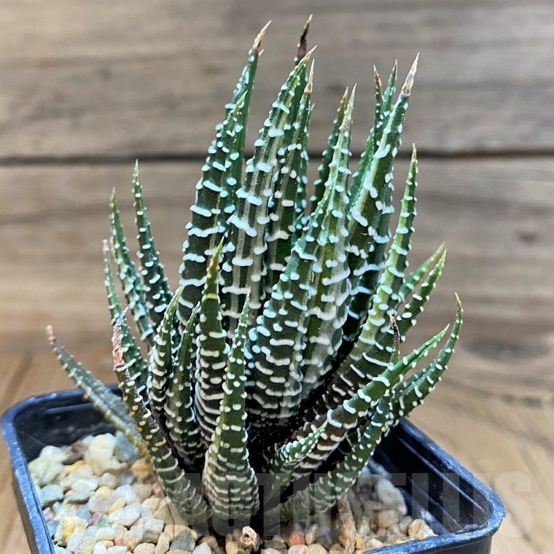 SH24928 Haworthia fasciata f. variegata