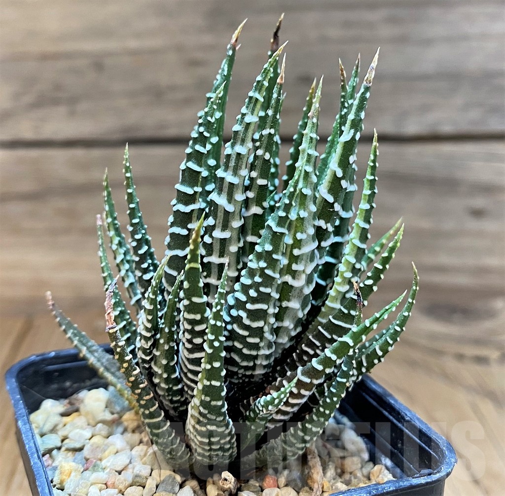 SH24928 Haworthia fasciata f. variegata