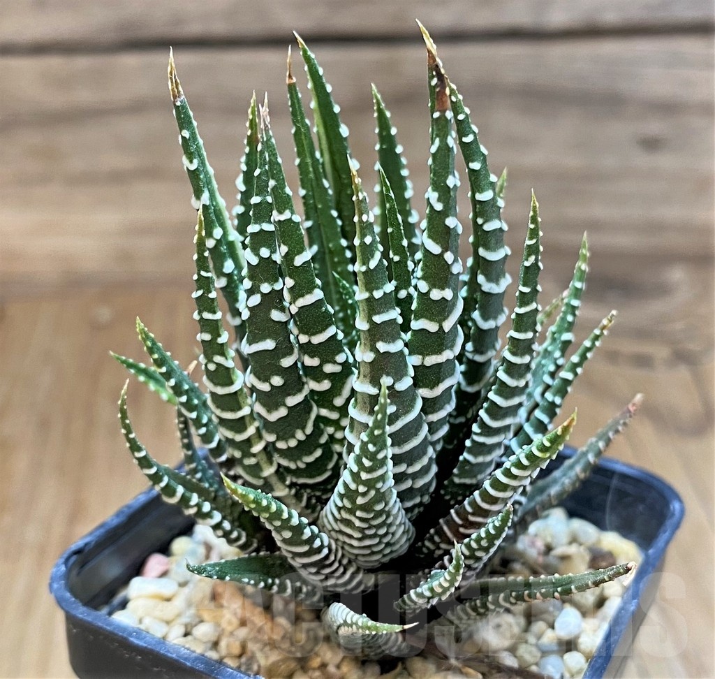 SH24928 Haworthia fasciata f. variegata - Image 2