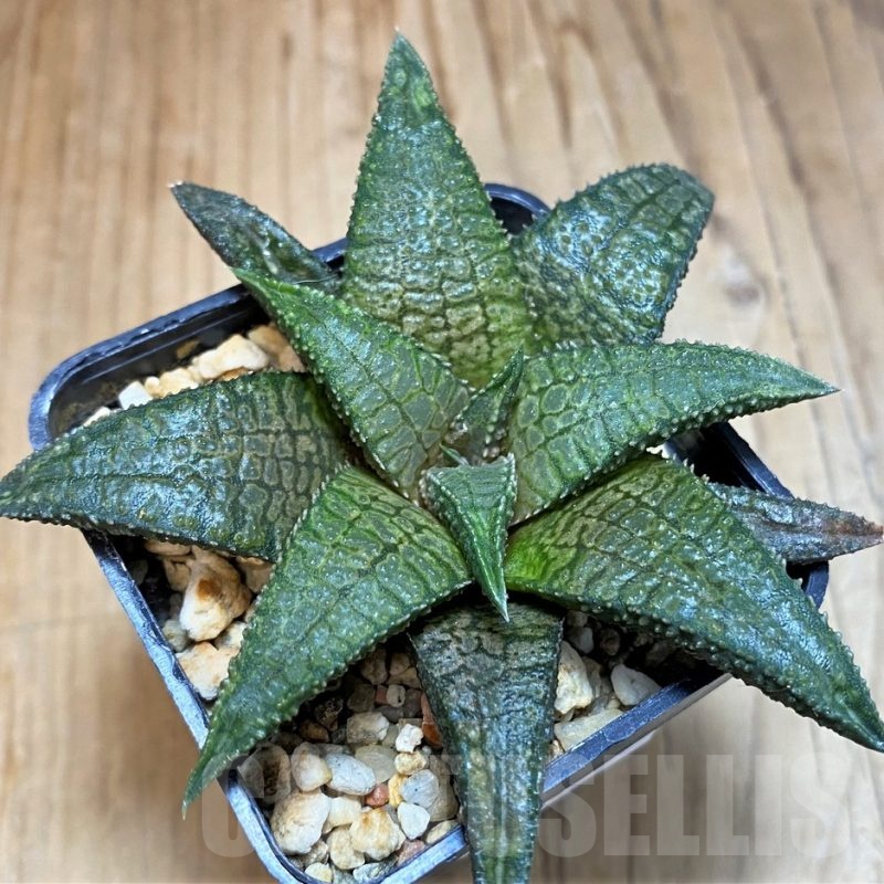 SH24929 Haworthia 'Dragon King'