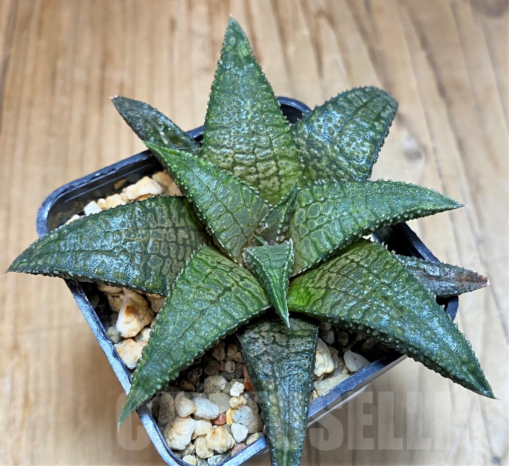 SH24929 Haworthia 'Dragon King'