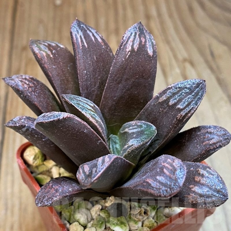 SH24930 Haworthia maughanii x splendens