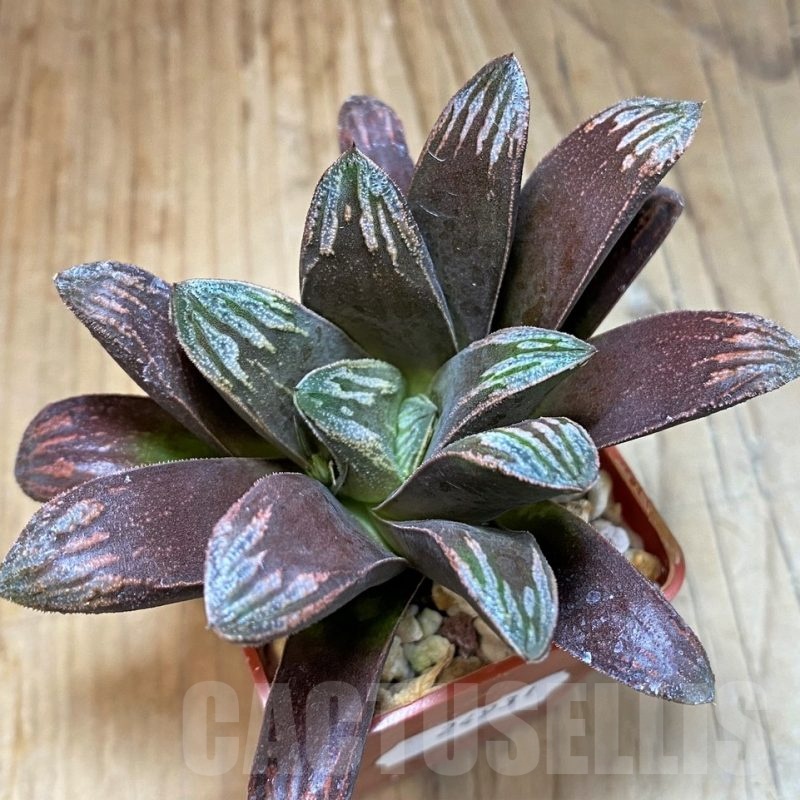 SH24931 Haworthia maughanii x splendens