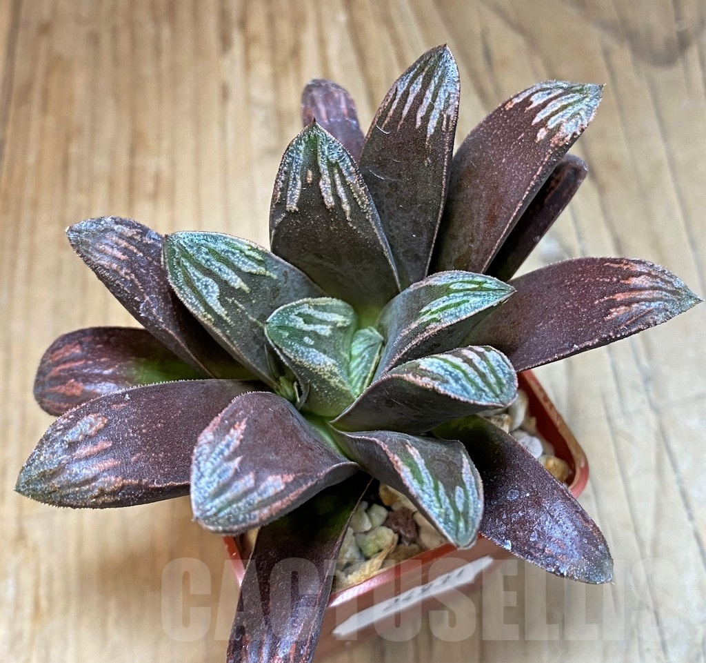 SH24931 Haworthia maughanii x splendens
