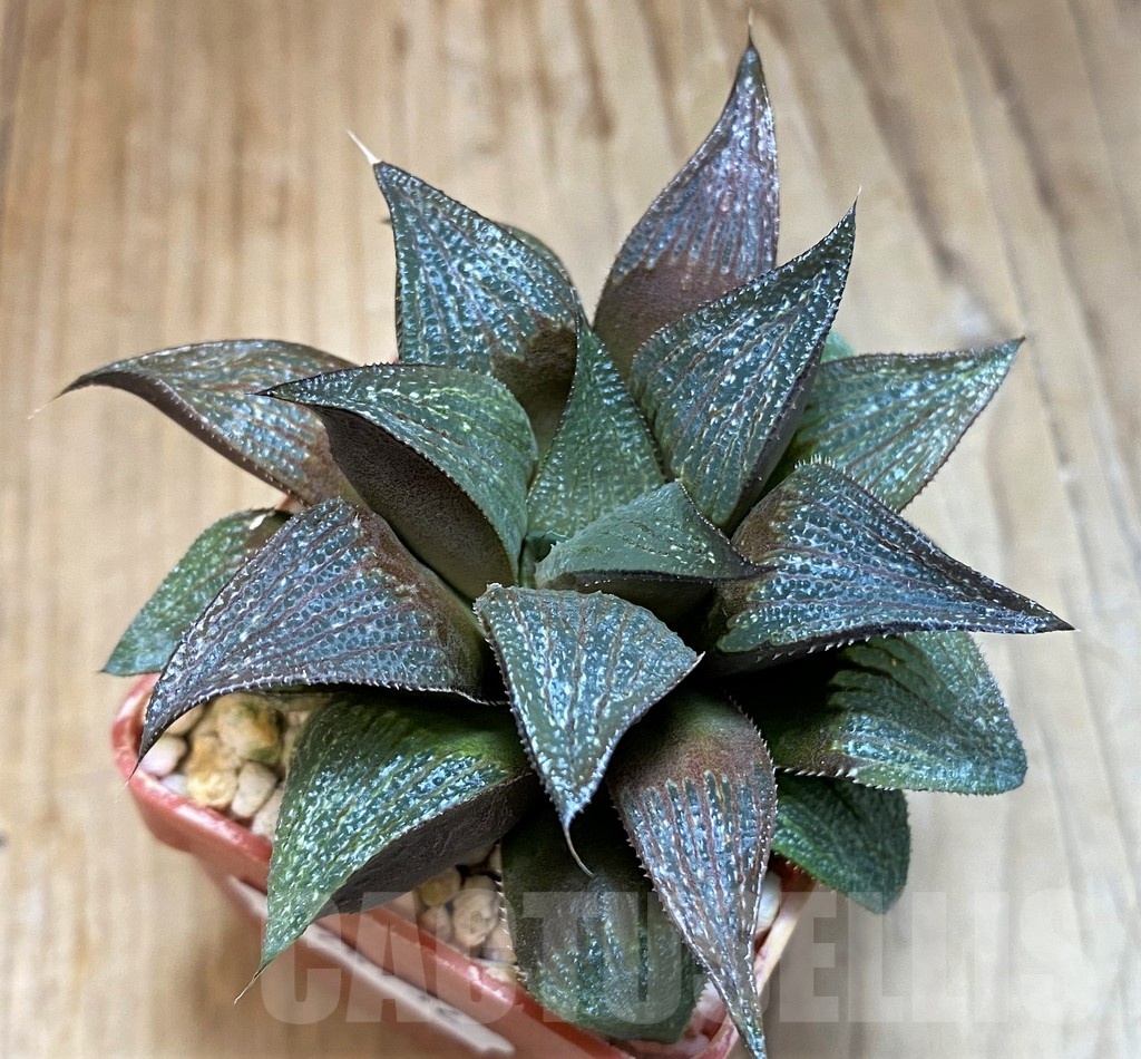 SH24932 Haworthia magnifica hybrid - immagine 2